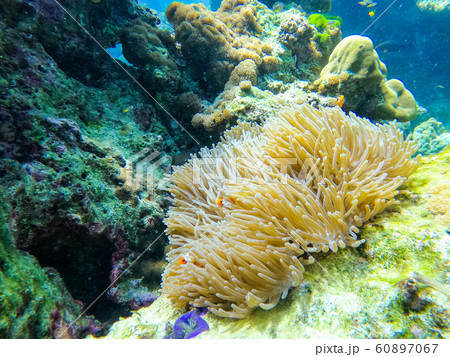 orange clownfish and anemone coral in the sea 60897067