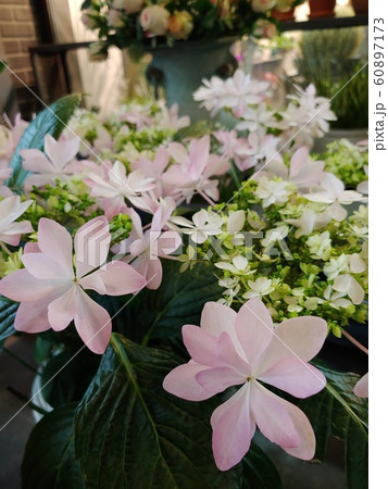 自然 環境 緑 60897173