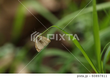 生き物 昆虫 クロスジフユエダシャク、飛ぶのはオスだけ。メスはズングリ体形で翅は退化しています 生き物 昆虫 クロスジフユエダシャク、飛ぶのはオスだけ。メスはズングリ体形で翅は退化しています 60897811
