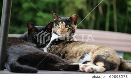 猫 屋外 春 60898578