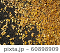 歩道を埋め尽くすイチョウ3 60898909