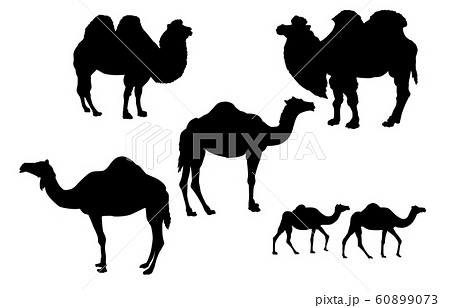 動物シルエット動物園ラクダのイラスト素材