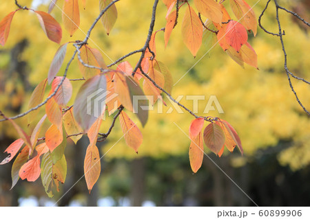 紅葉 紅葉 60899906