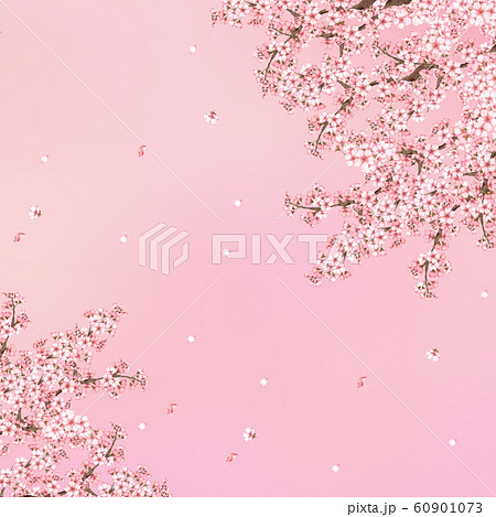 桜の花水彩画 ピンク背景のイラスト素材