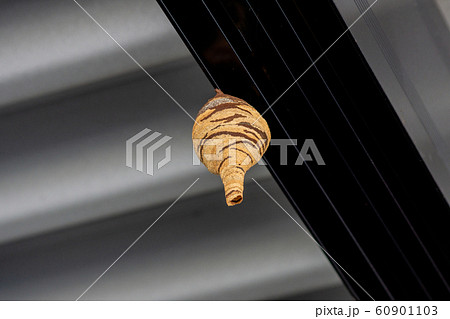 トックリバチ 徳利蜂 蜂の巣 壺型の蜂の巣 陶芸家 60901103