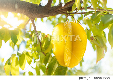 Fresh starfruit or star apple hanging on a branch of tree with green left and natural sunlight Fresh starfruit or star apple hanging on a branch of tree with green left and natural sunlight 60901559