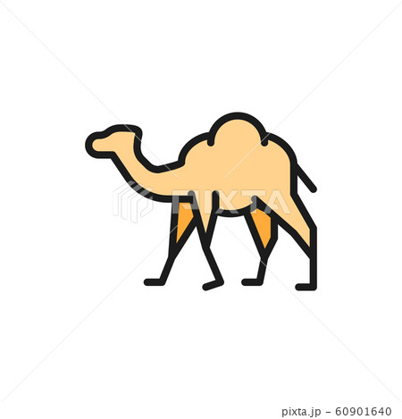 Vector camel, caravan, desert animal flat color line icon. 60901640