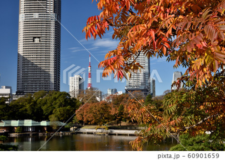 浜離宮恩賜庭園の紅葉 60901659