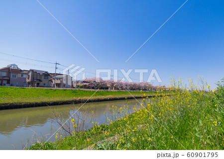 河川敷 菜の花 春 新生活 60901795