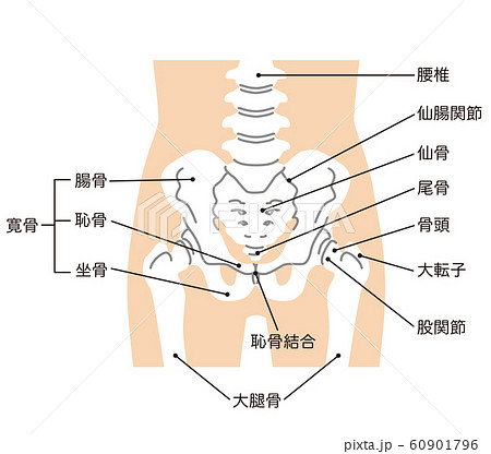 骨盤のイラスト素材