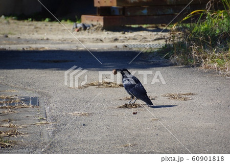 クルミとカラス クルミ割るカラス クルミとカラス クルミ割るカラス 60901818