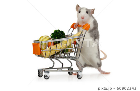 Little funny gray rat carries shopping cart full Little funny gray rat carries shopping cart full 60902343