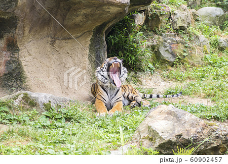 【トラ、虎】アムールトラ 60902457