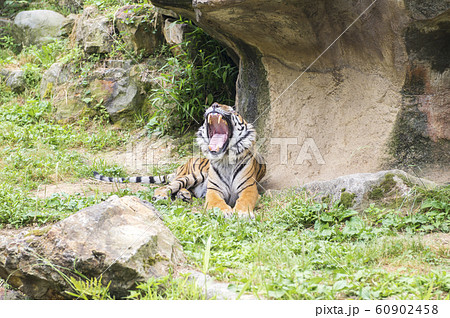 【トラ、虎】アムールトラ 60902458