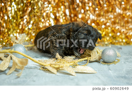 Studio shot of scottish terrier puppies on golden colored studio background 60902649