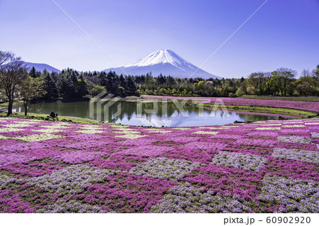 山梨県 富士芝桜まつり 富士山 逆さ富士の写真素材