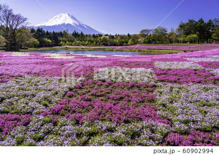 (山梨県)富士芝桜まつり 富士山 (山梨県)富士芝桜まつり 富士山 60902994