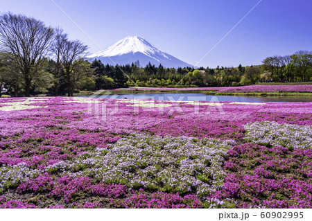 山梨県 富士芝桜まつり 富士山の写真素材