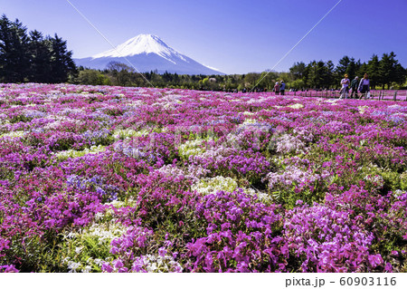 （山梨県）富士芝桜まつり　富士山 60903116