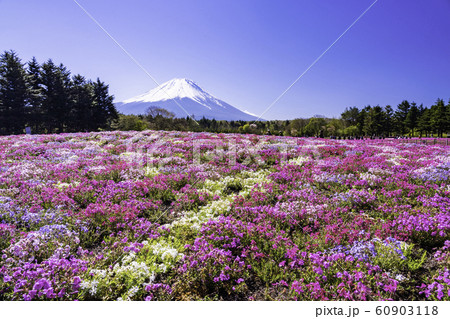 (山梨県)富士芝桜まつり 富士山 (山梨県)富士芝桜まつり 富士山 60903118