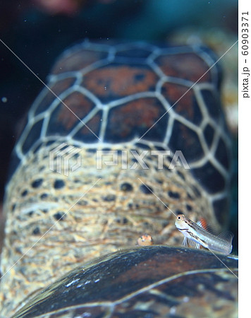 カメくんの背中が、僕たちの遊び場です♪ 60903371