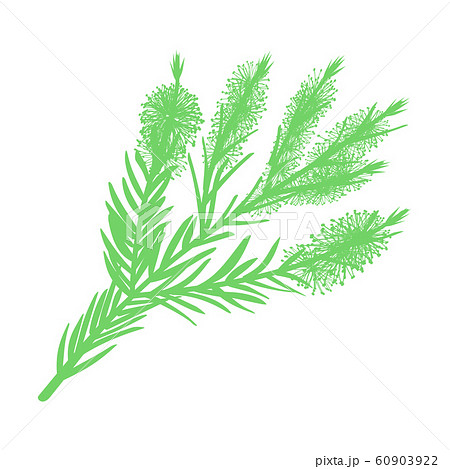 Tea tree branch with flowers. vector illustration 60903922