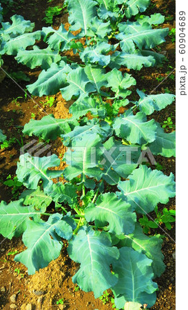 ブロッコリーの苗 60904689