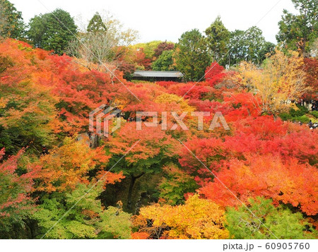 京都　東福寺　11月　最盛期の紅葉 60905760