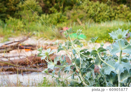 a herbaceous plant with sharp leaves, Bluehead, or a herbaceous plant with sharp leaves, Bluehead, or 60905877