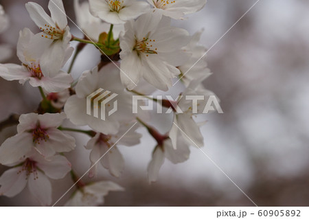 ソメイヨシノの花 60905892