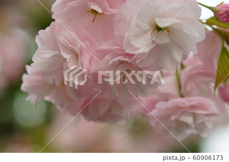 八重桜の花 60906173