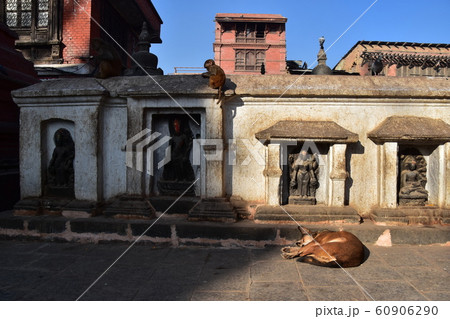 ネパールのカトマンズ 世界遺産の仏教寺院のスワヤンブナート 仏像の前で眠る野良犬と佇む野猿の親子 ネパールのカトマンズ 世界遺産の仏教寺院のスワヤンブナート 仏像の前で眠る野良犬と佇む野猿の親子 60906290