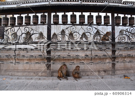 ネパールの首都のカトマンズ　世界遺産の仏教寺院のスワヤンブナート　境内のマニ車の下に佇む野猿の家族 60906314