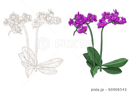 Purple phalaenopsis orchid. Colored and outline and drawn sketch 60906543