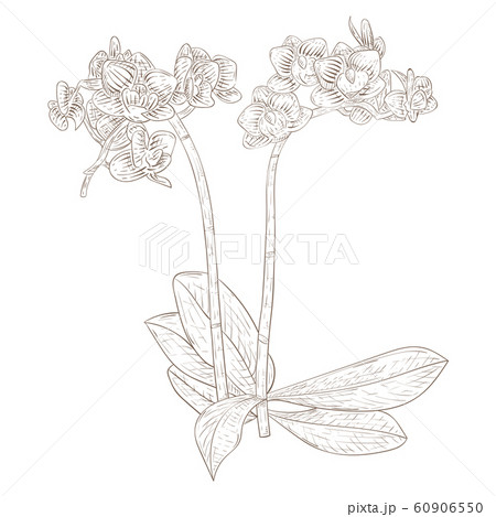 Phalaenopsis orchid. Hand drawn sketch Phalaenopsis orchid. Hand drawn sketch 60906550