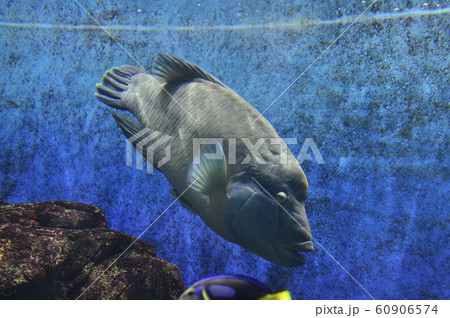 ナポレオンフィッシュ(メガネモチノウオ) ナポレオンフィッシュ(メガネモチノウオ) 60906574