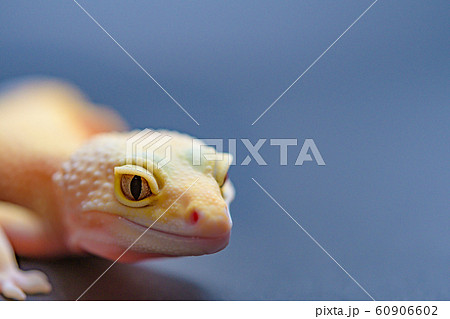 黒背景のレオパルドゲッコーのイメージ 60906602