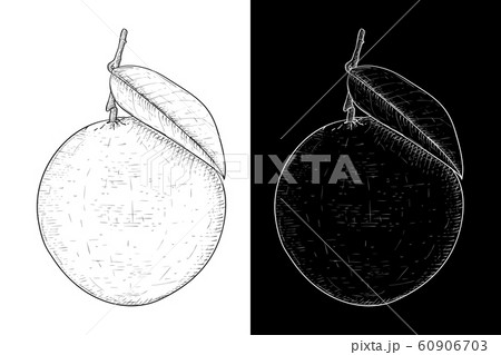Orange with leaf. Black and white hand drawn sketch Orange with leaf. Black and white hand drawn sketch 60906703