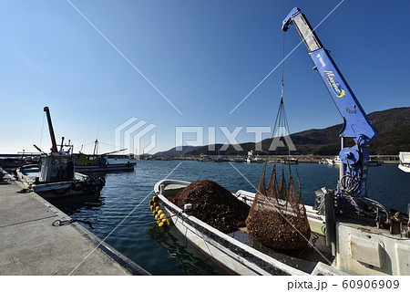 牡蠣の養殖作業船　水揚げされた牡蠣 60906909