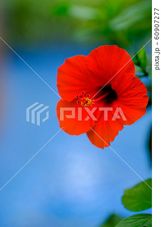 ハイビスカス 60907277