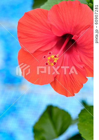 ハイビスカス 60907281