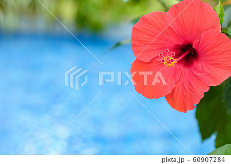 ハイビスカス 60907284