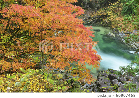 長野県 阿寺渓谷の紅葉の写真素材