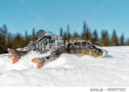 Fish perch in the snow on winter fishing 60907502