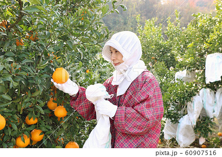 デコポン　袋掛け　シニア女性　 60907516