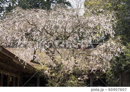 奈良県にある吉野山の桜の風景 奈良県にある吉野山の桜の風景 60907607