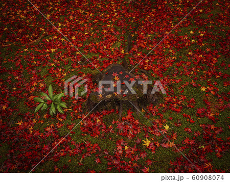 【京都】地蔵院の紅葉景色 60908074