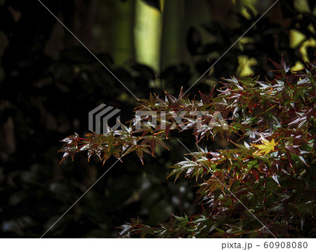 【京都】地蔵院 雨の紅葉 【京都】地蔵院 雨の紅葉 60908080