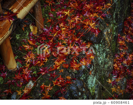 【京都】鈴虫寺の紅葉 60908461