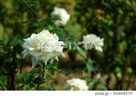 ディネケアの花	 60908574